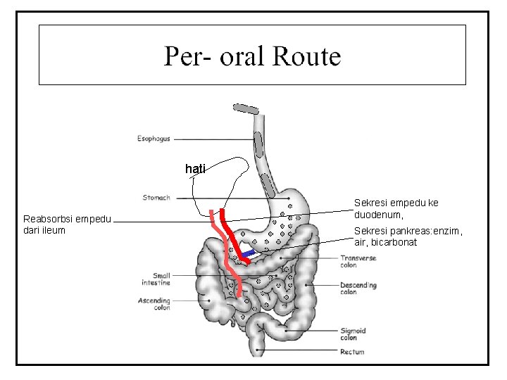 hati Reabsorbsi empedu dari ileum Sekresi empedu ke duodenum, Sekresi pankreas: enzim, air, bicarbonat