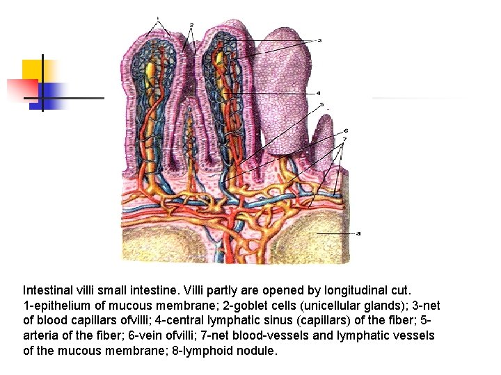 Intestinal villi small intestine. Villi partly are opened by longitudinal cut. 1 -epithelium of