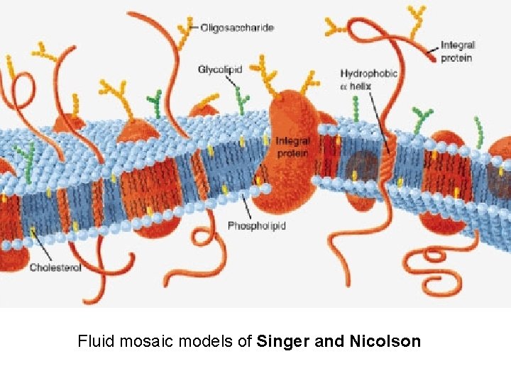 Fluid mosaic models of Singer and Nicolson 