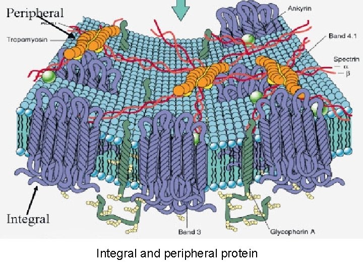 Integral and peripheral protein 