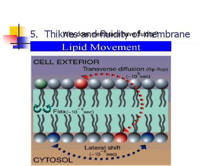 Why does membrane have 5. Thiknes and fluidity offluidity? membrane 