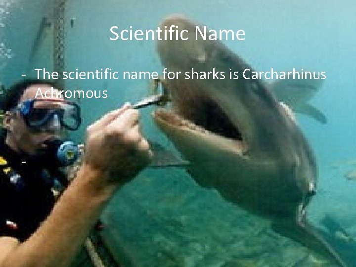 Scientific Name - The scientific name for sharks is Carcharhinus Achromous - 