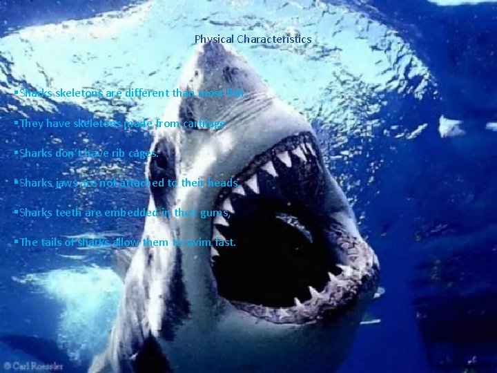 Physical Characteristics §Sharks skeletons are different than most fish. §They have skeletons made from