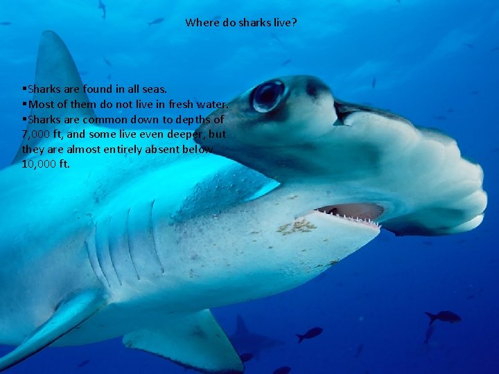Where do sharks live? §Sharks are found in all seas. §Most of them do