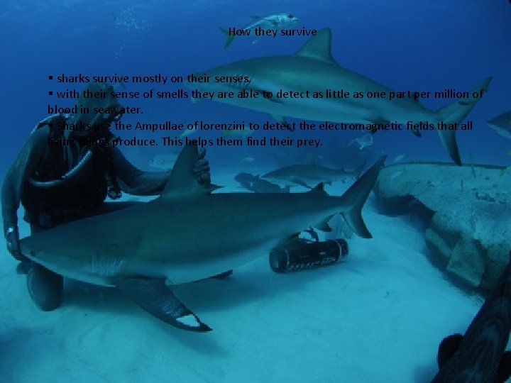 How they survive § sharks survive mostly on their senses. § with their sense