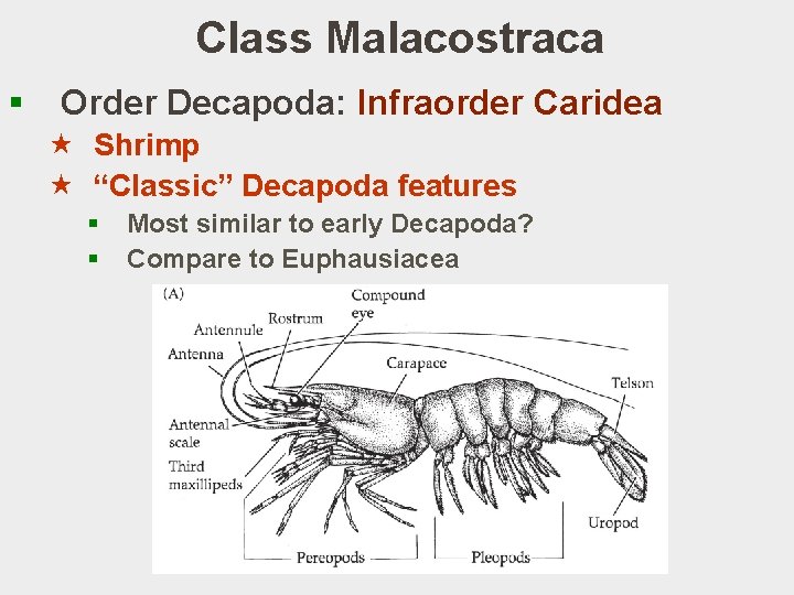 Class Malacostraca § Order Decapoda: Infraorder Caridea « Shrimp « “Classic” Decapoda features §