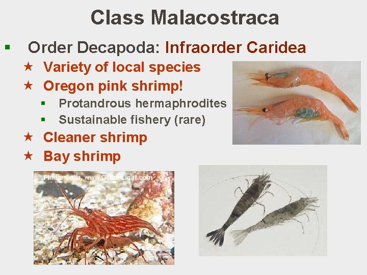 Class Malacostraca § Order Decapoda: Infraorder Caridea « Variety of local species « Oregon