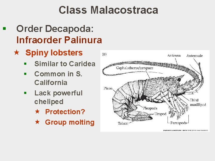 Class Malacostraca § Order Decapoda: Infraorder Palinura « Spiny lobsters § § § Similar