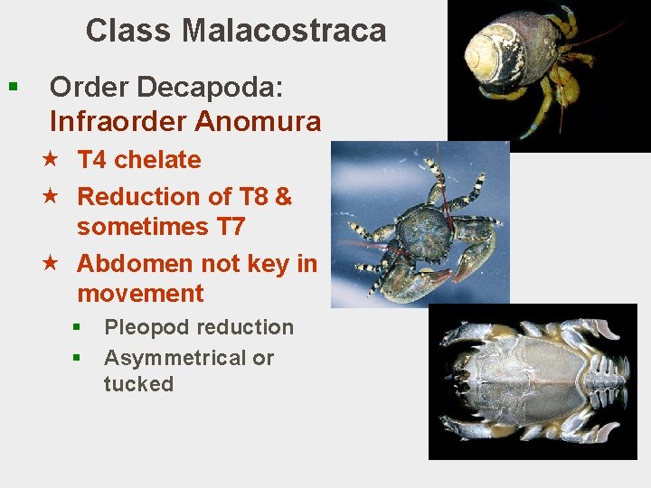 Class Malacostraca § Order Decapoda: Infraorder Anomura « T 4 chelate « Reduction of