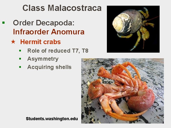 Class Malacostraca § Order Decapoda: Infraorder Anomura « Hermit crabs § § § Role