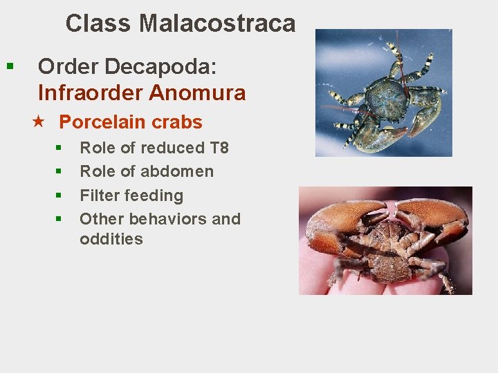 Class Malacostraca § Order Decapoda: Infraorder Anomura « Porcelain crabs § § Role of