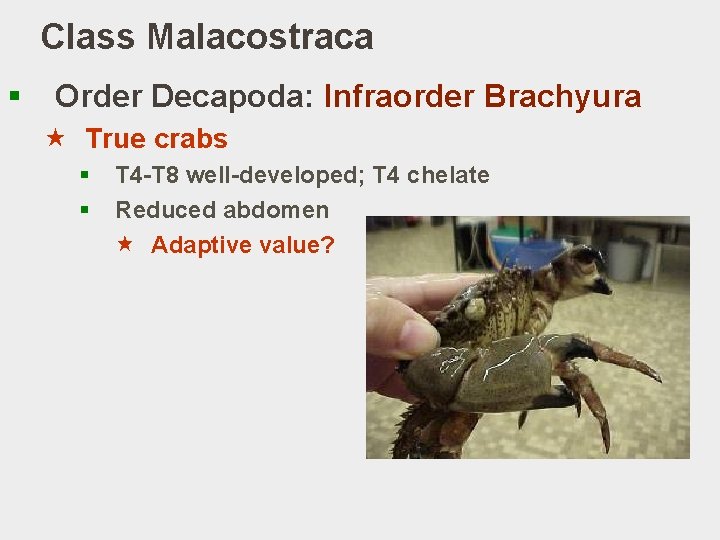 Class Malacostraca § Order Decapoda: Infraorder Brachyura « True crabs § § T 4