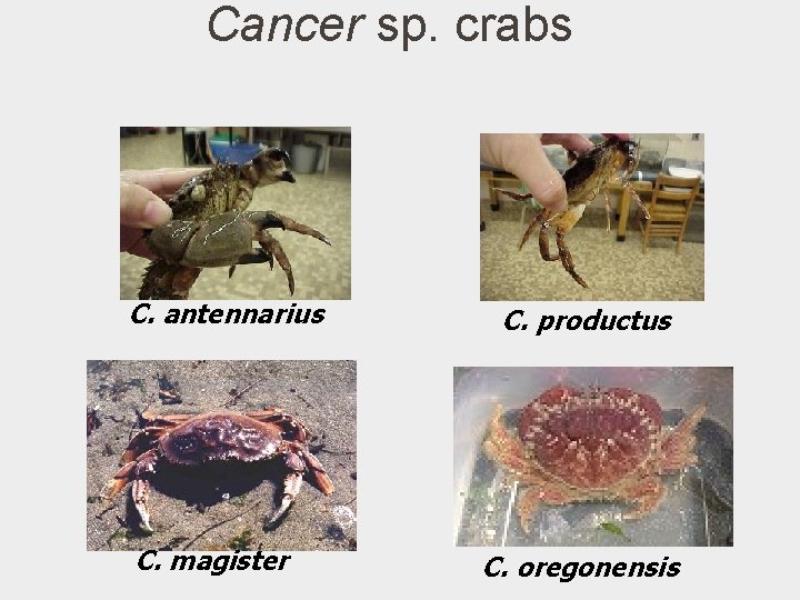 Cancer sp. crabs C. antennarius C. magister C. productus C. oregonensis 