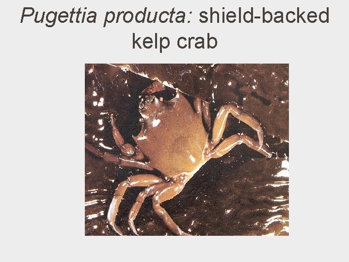 Pugettia producta: shield-backed kelp crab 