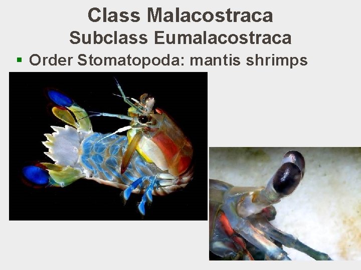 Class Malacostraca Subclass Eumalacostraca § Order Stomatopoda: mantis shrimps 