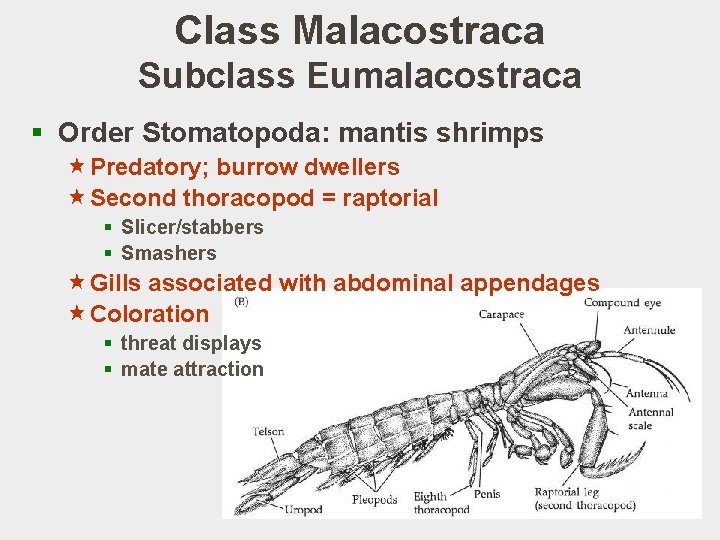 Class Malacostraca Subclass Eumalacostraca § Order Stomatopoda: mantis shrimps «Predatory; burrow dwellers «Second thoracopod