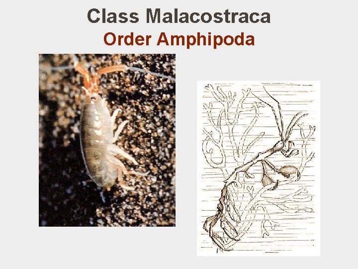 Class Malacostraca Order Amphipoda 