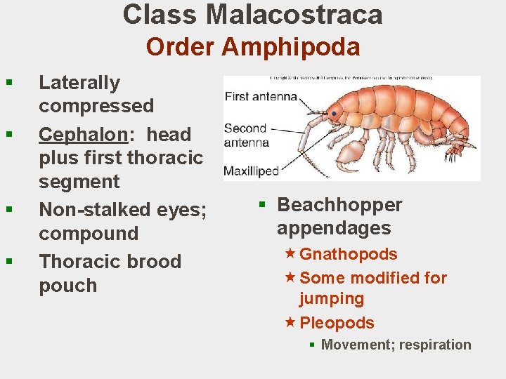 Class Malacostraca Order Amphipoda § § Laterally compressed Cephalon: head plus first thoracic segment