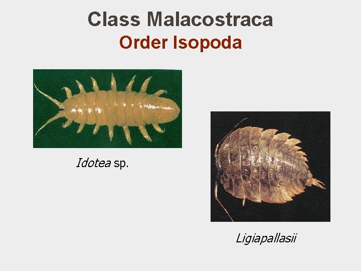 Class Malacostraca Order Isopoda Idotea sp. Ligiapallasii 