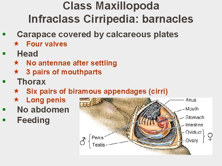 Class Maxillopoda Infraclass Cirripedia: barnacles § Carapace covered by calcareous plates « Four valves
