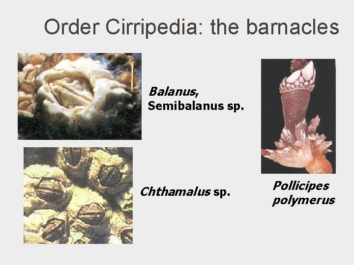 Order Cirripedia: the barnacles Balanus, Semibalanus sp. Chthamalus sp. Pollicipes polymerus 