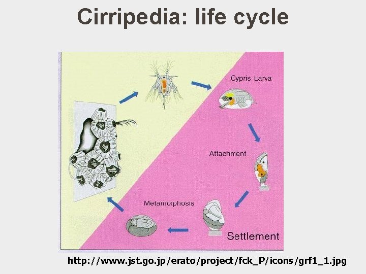 Cirripedia: life cycle http: //www. jst. go. jp/erato/project/fck_P/icons/grf 1_1. jpg 