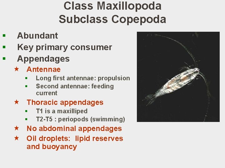 Class Maxillopoda Subclass Copepoda § § § Abundant Key primary consumer Appendages « Antennae