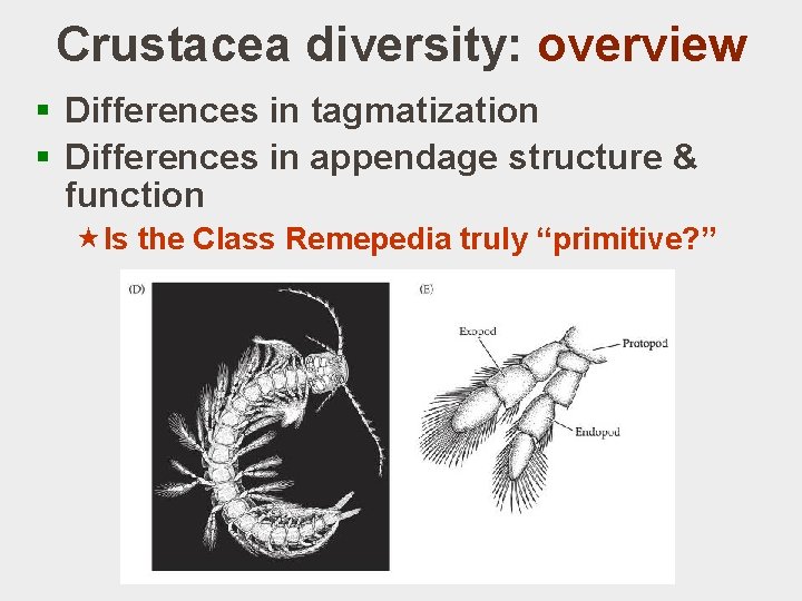 Crustacea diversity: overview § Differences in tagmatization § Differences in appendage structure & function