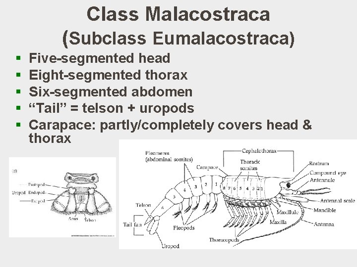 Class Malacostraca (Subclass Eumalacostraca) § § § Five-segmented head Eight-segmented thorax Six-segmented abdomen “Tail”