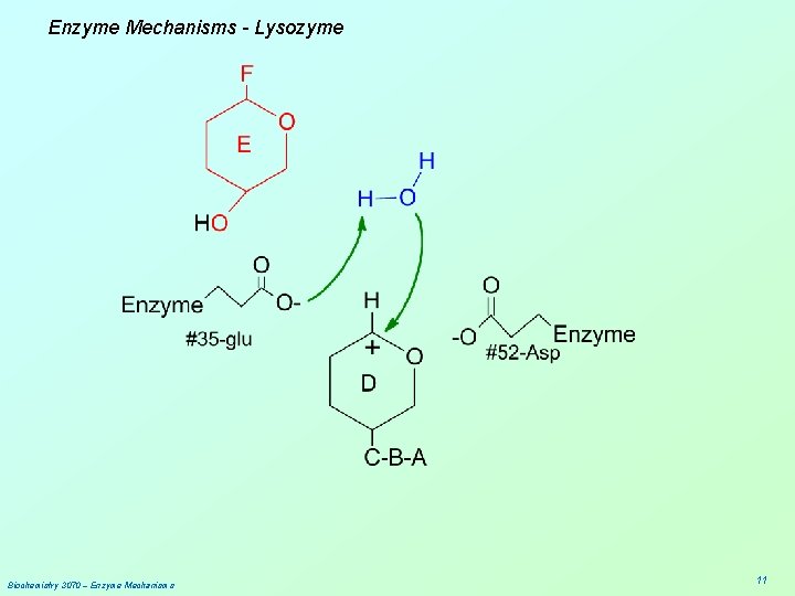 Enzyme Mechanisms - Lysozyme Biochemistry 3070 – Enzyme Mechanisms 11 