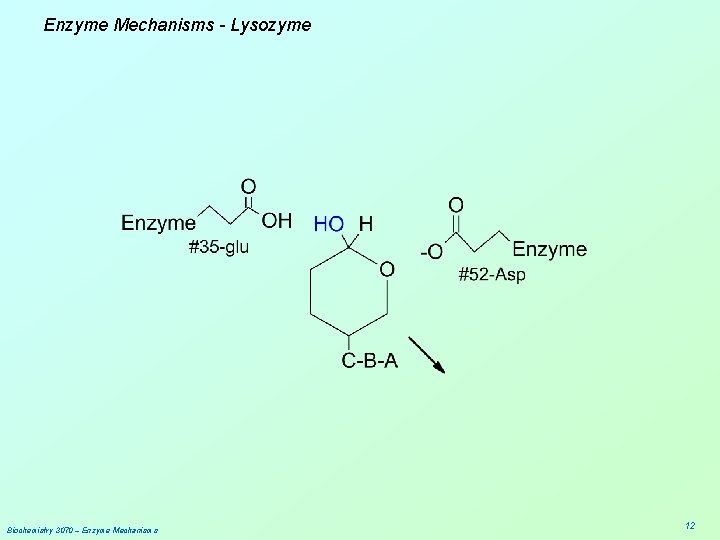 Enzyme Mechanisms - Lysozyme Biochemistry 3070 – Enzyme Mechanisms 12 