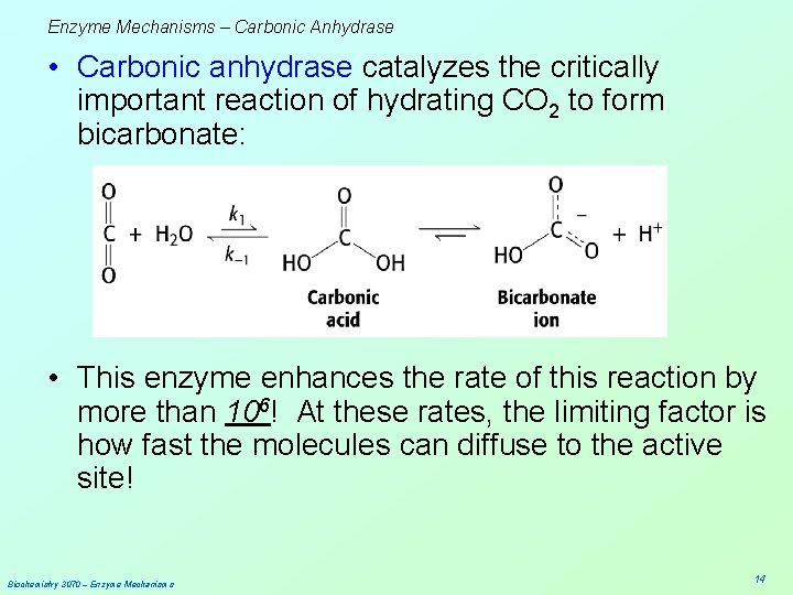 Enzyme Mechanisms – Carbonic Anhydrase • Carbonic anhydrase catalyzes the critically important reaction of