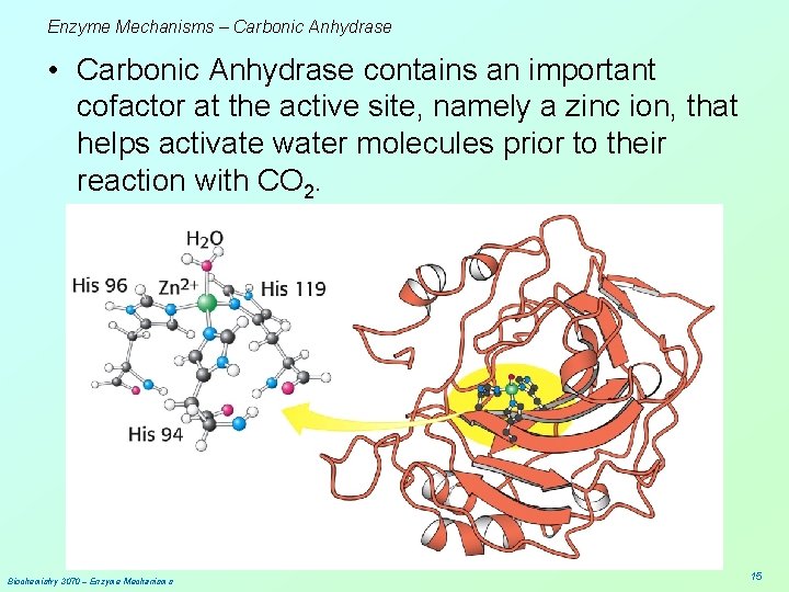 Enzyme Mechanisms – Carbonic Anhydrase • Carbonic Anhydrase contains an important cofactor at the