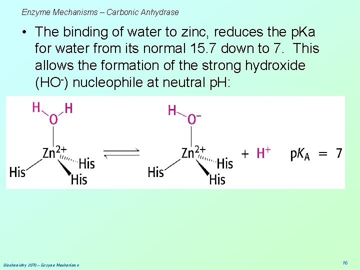 Enzyme Mechanisms – Carbonic Anhydrase • The binding of water to zinc, reduces the