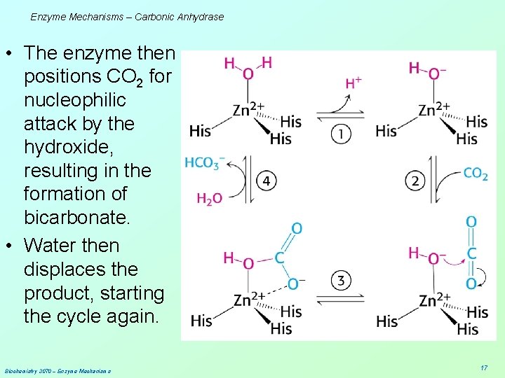 Enzyme Mechanisms – Carbonic Anhydrase • The enzyme then positions CO 2 for nucleophilic