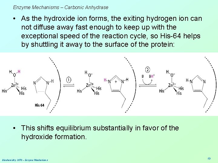 Enzyme Mechanisms – Carbonic Anhydrase • As the hydroxide ion forms, the exiting hydrogen