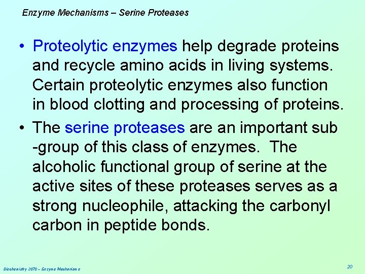 Enzyme Mechanisms – Serine Proteases • Proteolytic enzymes help degrade proteins and recycle amino