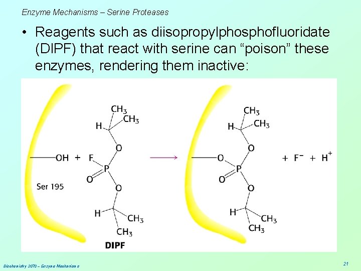 Enzyme Mechanisms – Serine Proteases • Reagents such as diisopropylphosphofluoridate (DIPF) that react with