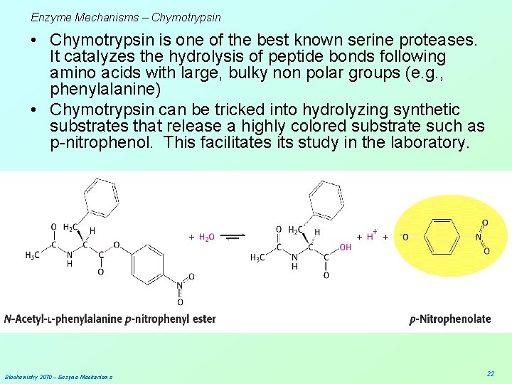 Enzyme Mechanisms – Chymotrypsin • Chymotrypsin is one of the best known serine proteases.