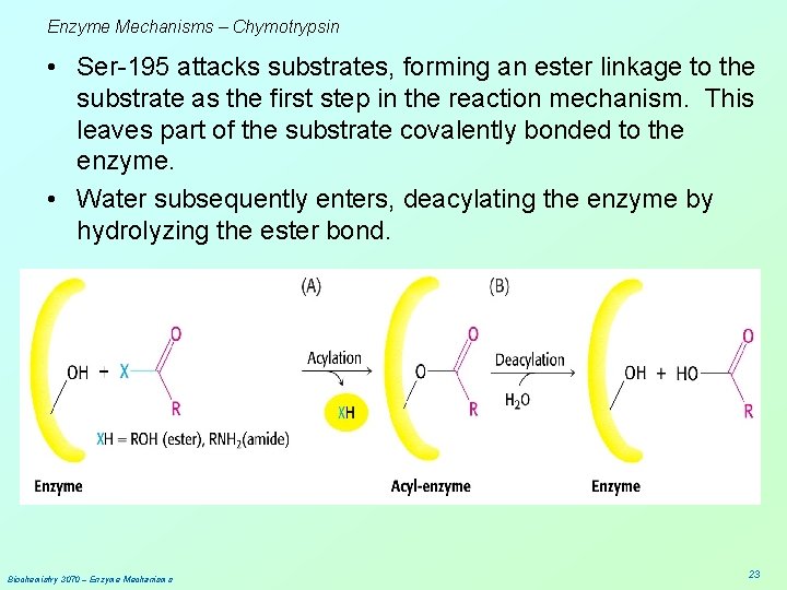 Enzyme Mechanisms – Chymotrypsin • Ser-195 attacks substrates, forming an ester linkage to the