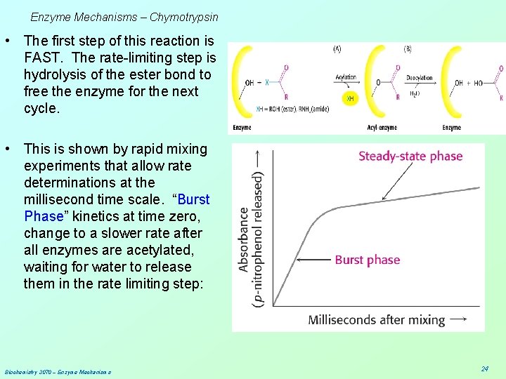 Enzyme Mechanisms – Chymotrypsin • The first step of this reaction is FAST. The