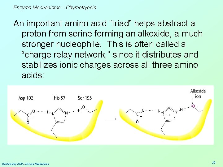 Enzyme Mechanisms – Chymotrypsin An important amino acid “triad” helps abstract a proton from