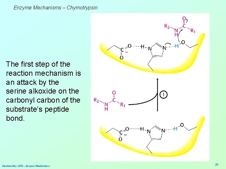 Enzyme Mechanisms – Chymotrypsin The first step of the reaction mechanism is an attack