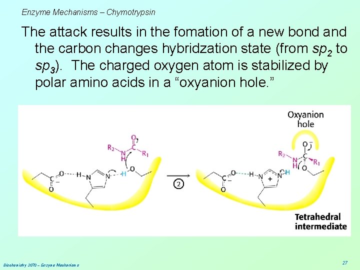 Enzyme Mechanisms – Chymotrypsin The attack results in the fomation of a new bond