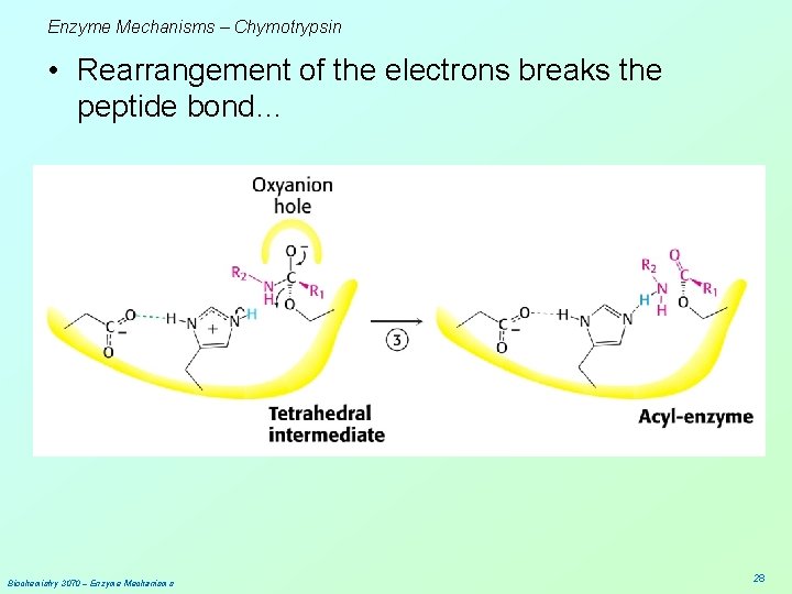 Enzyme Mechanisms – Chymotrypsin • Rearrangement of the electrons breaks the peptide bond… Biochemistry