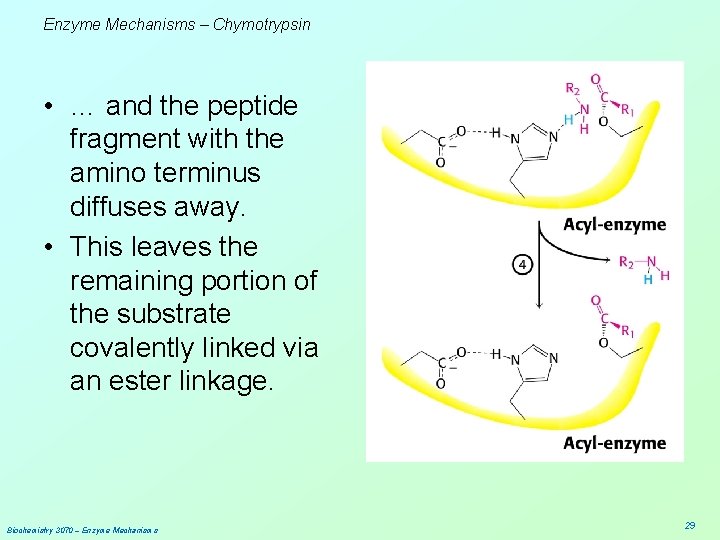 Enzyme Mechanisms – Chymotrypsin • … and the peptide fragment with the amino terminus