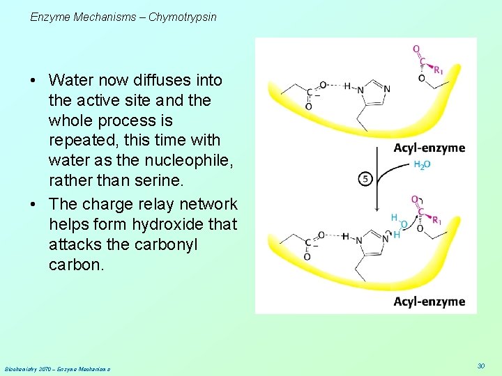 Enzyme Mechanisms – Chymotrypsin • Water now diffuses into the active site and the