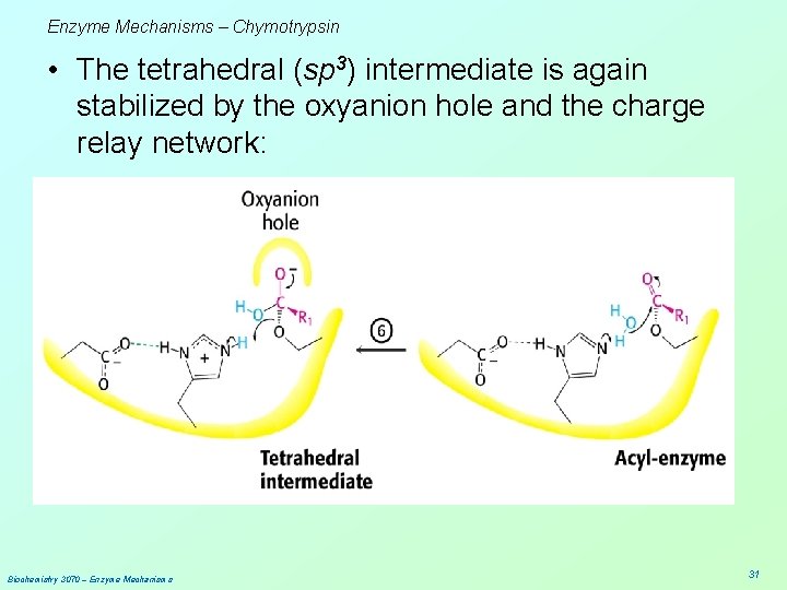 Enzyme Mechanisms – Chymotrypsin • The tetrahedral (sp 3) intermediate is again stabilized by