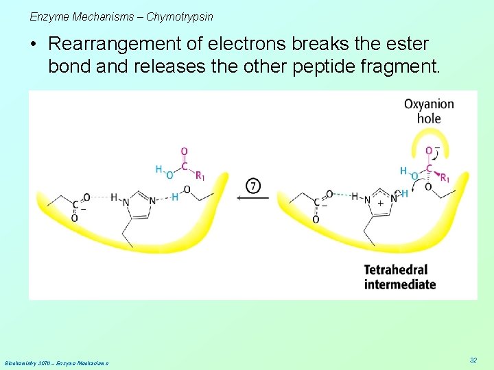 Enzyme Mechanisms – Chymotrypsin • Rearrangement of electrons breaks the ester bond and releases