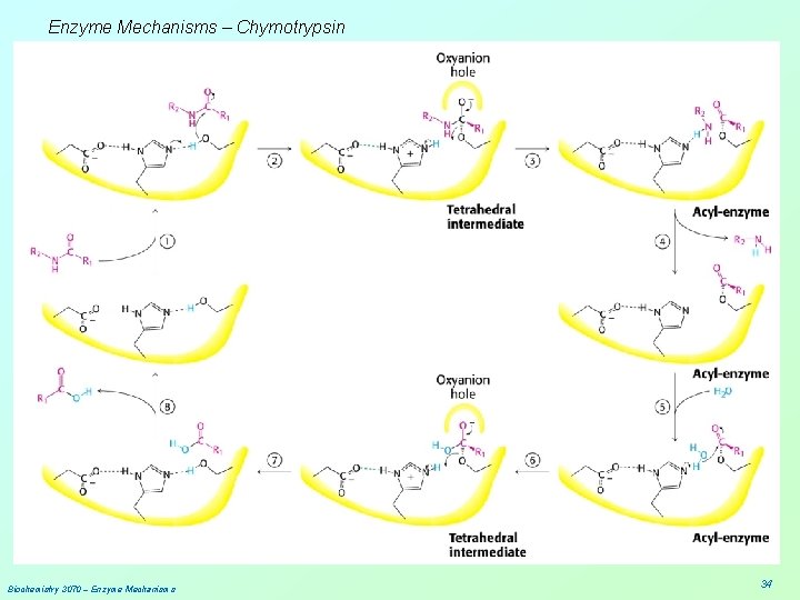 Enzyme Mechanisms – Chymotrypsin Biochemistry 3070 – Enzyme Mechanisms 34 